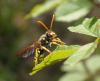 Nomada sp.